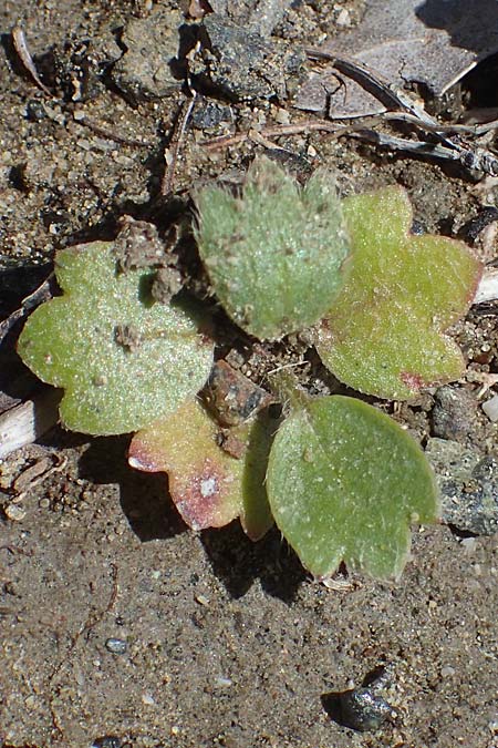 Ranunculus paludosus \ Kerbel-Hahnenfu, Tmpel-Hahnenfu / Fan-Leaved Buttercup, Jersey Buttercup, Rhodos Skoutouljaris - Schlucht / Gorge 19.3.2023