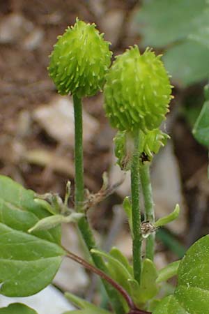 Ranunculus creticus \ Kretischer Hahnenfu / Cretan Buttercup, Rhodos Attaviros 24.3.2023