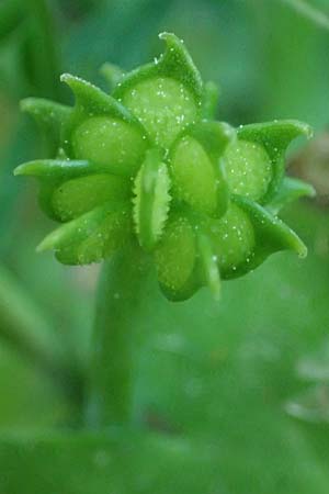 Ranunculus chius \ Chios-Hahnenfu, Rhodos Archangelos 26.3.2023
