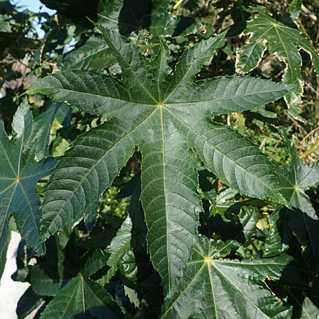 Ricinus communis \ Rizinus / Castor Oil-Plant, Rhodos Lindos 20.3.2023