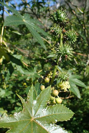 Ricinus communis \ Rizinus, Rhodos Lindos 20.3.2023