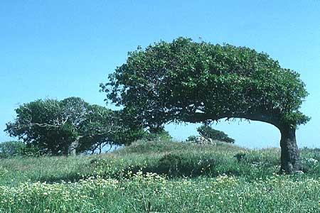 Ceratonia siliqua / Carob, Rhodos Ixia 24.4.1987