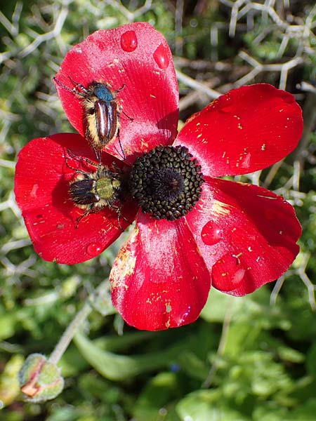 Ranunculus asiaticus var. sanguineus \ Asiatischer Hahnenfu, Rhodos Archangelos 17.3.2023