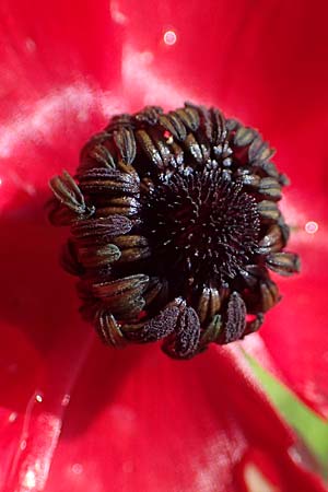 Ranunculus asiaticus var. sanguineus \ Asiatischer Hahnenfu / Persian Buttercup, Turban Buttercup, Rhodos Archangelos 17.3.2023