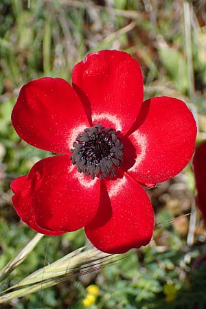 Ranunculus asiaticus var. sanguineus \ Asiatischer Hahnenfu / Persian Buttercup, Turban Buttercup, Rhodos Archangelos 26.3.2023