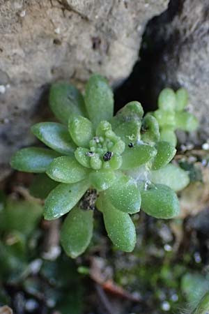 Rosularia serrata \ Gesgte Rosularia / Serrate Rosularia, Rhodos Moni Kamiri 19.3.2023