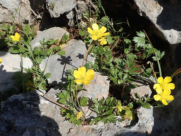 Ranunculus paludosus \ Kerbel-Hahnenfu, Tmpel-Hahnenfu / Fan-Leaved Buttercup, Jersey Buttercup, Rhodos Tsambika 30.3.2019