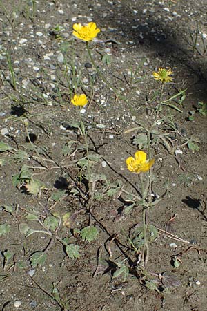 Ranunculus paludosus \ Kerbel-Hahnenfu, Tmpel-Hahnenfu / Fan-Leaved Buttercup, Jersey Buttercup, Rhodos Skoutouljaris - Schlucht / Gorge 19.3.2023
