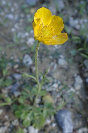 Ranunculus paludosus \ Kerbel-Hahnenfu, Tmpel-Hahnenfu / Fan-Leaved Buttercup, Jersey Buttercup, Rhodos Moni Kamiri 19.3.2023