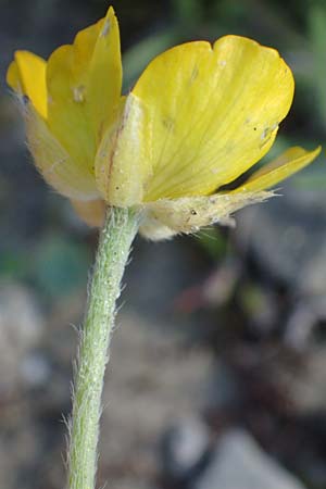 Ranunculus paludosus / Fan-Leaved Buttercup, Jersey Buttercup, Rhodos Moni Kamiri 19.3.2023