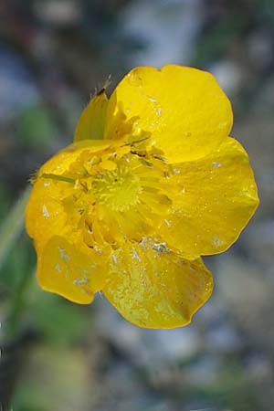 Ranunculus paludosus \ Kerbel-Hahnenfu, Tmpel-Hahnenfu / Fan-Leaved Buttercup, Jersey Buttercup, Rhodos Moni Kamiri 19.3.2023