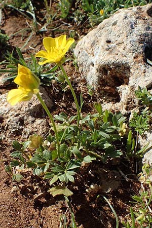 Ranunculus paludosus \ Kerbel-Hahnenfu, Tmpel-Hahnenfu / Fan-Leaved Buttercup, Jersey Buttercup, Rhodos Lindos 20.3.2023