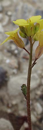 Rapistrum rugosum \ Runzliger Rapsdotter / Bastard Cabbage, Rhodos Kamiros 22.3.2023