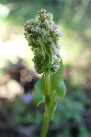 Rumex tuberosus subsp. creticus \ Kretischer Sauer-Ampfer, Rhodos Profitis Ilias 25.3.2019