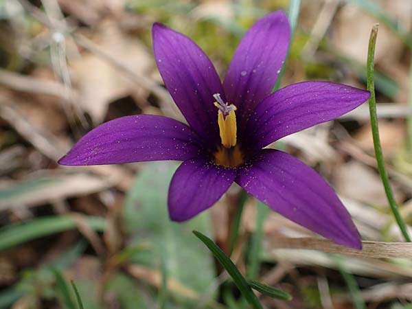 Romulea tempskyana \ Tempskys Scheinkrokus / Tempsky's Sand Crocus, Rhodos Attaviros 23.3.2023