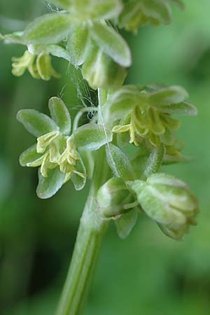 Rumex tuberosus subsp. creticus \ Kretischer Sauer-Ampfer / Cretan Dock, Tuberous-Rooted Dock, Rhodos Profitis Ilias 2.4.2019