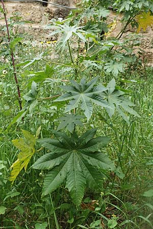 Ricinus communis \ Rizinus, Rhodos City 28.3.2019