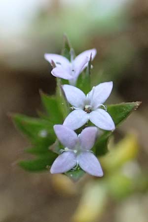 Sherardia arvensis \ Ackerrte, Rhodos Profitis Ilias 2.4.2019