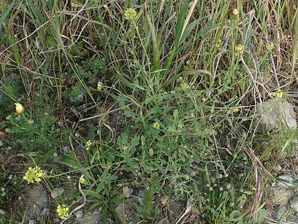 Sinapis alba / White Mustard, Rhodos Kattavia 25.3.2023