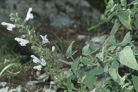 Salvia fruticosa \ Griechischer Salbei / Greek Sage, Rhodos Kolymbia 20.3.2005