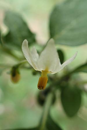 Solanum chenopodioides \ Gnsefublttriger Nachtschatten, Zierlicher Nachtschatten / Whitetip Nightshade, Goosefoot Nightshade, Rhodos City 28.3.2019