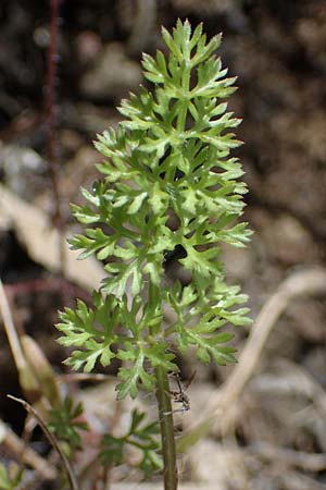 Scandix pecten-veneris / Shepherd's Needle, Rhodos Moni Artamiti 16.3.2023