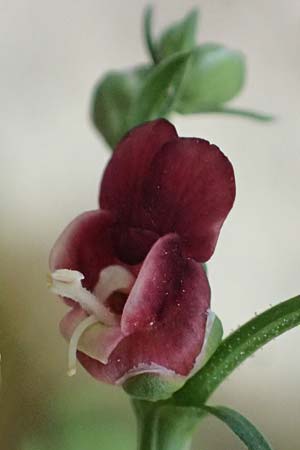 Scrophularia lucida / Shining-Leaved Figwort, Rhodos Archangelos 17.3.2023