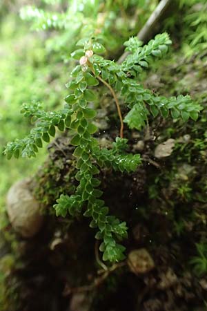 Selaginella denticulata \ Gezhnter Moosfarn / Tooth-Leaved Clubmoss, Rhodos Petaloudes 4.4.2019