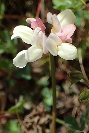 Securigera parviflora \ Kleinbltige Beilwicke, Rhodos Archangelos 17.3.2023