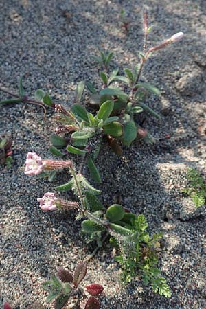 Silene discolor \ Zweifarbiges Leimkraut / Two-Colored Campion, Rhodos Kattavia 1.4.2019