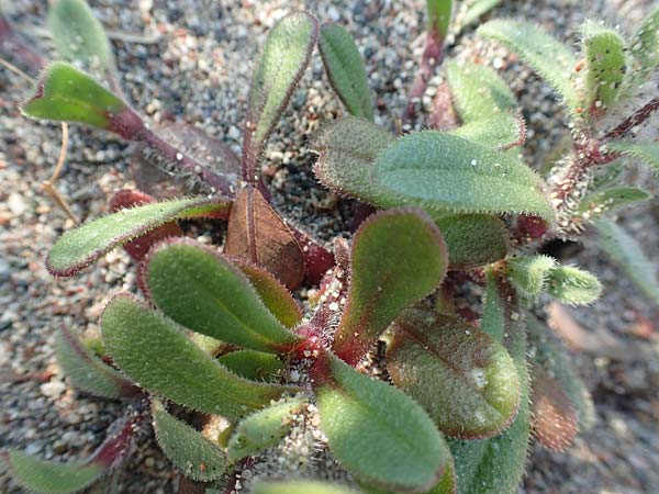 Silene discolor \ Zweifarbiges Leimkraut, Rhodos Kattavia 1.4.2019