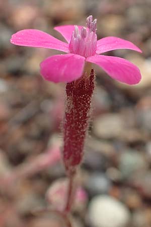 Silene salamandra \ Rhodisches Leimkraut / Rhodian Catchfly, Rhodos Laerma 3.4.2019