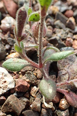 Silene salamandra / Rhodian Catchfly, Rhodos Laerma 3.4.2019