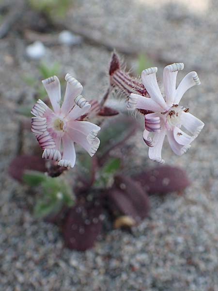 Silene discolor \ Zweifarbiges Leimkraut, Rhodos Apolakkia 3.4.2019