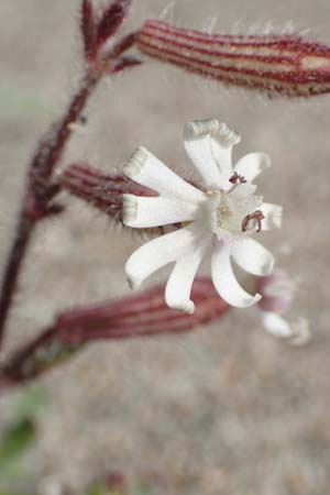 Silene discolor / Two-Colored Campion, Rhodos Apolakkia 3.4.2019