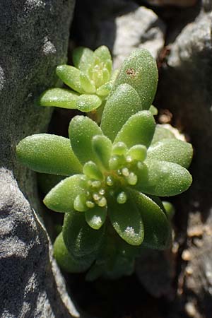 Sedum litoreum \ Strand-Mauerpfeffer / Coastal Stonecrop, Rhodos Lindos 20.3.2023