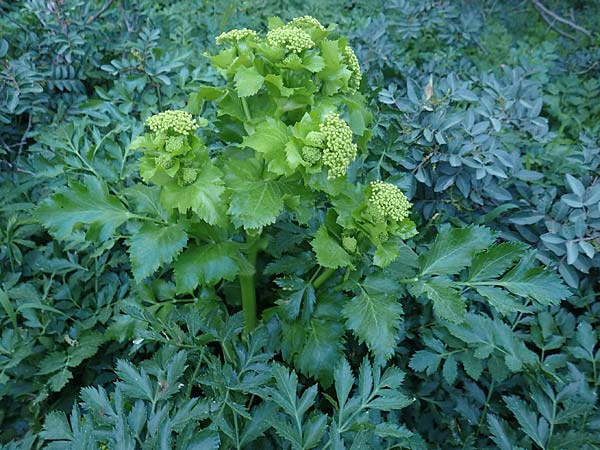 Smyrnium olusatrum \ Gespenst-Gelbdolde, Pferde-Eppich / Alexanders, Rhodos Asklipio 24.3.2019