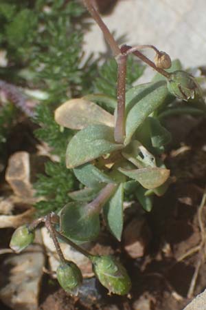 Holosteum umbellatum \ Spurre, Rhodos Attaviros 23.3.2023