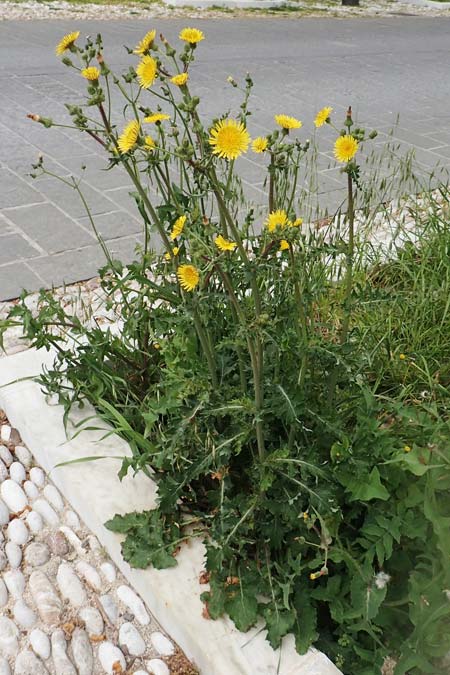 Sonchus oleraceus \ Kohl-Gnsedistel, Rhodos City 28.3.2019