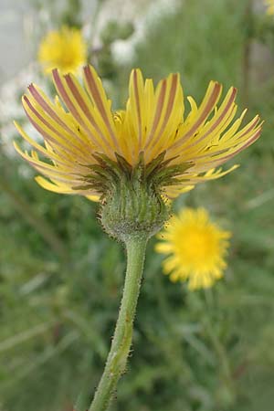 Sonchus oleraceus \ Kohl-Gnsedistel, Rhodos City 28.3.2019