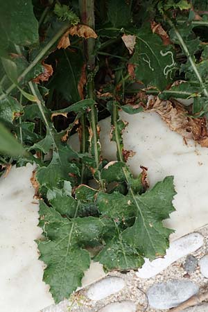 Sonchus oleraceus \ Kohl-Gnsedistel, Rhodos Rhodos City 28.3.2019