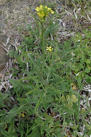 Sisymbrium orientale \ Orientalische Rauke, Rhodos Kamiros 22.3.2023