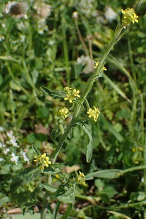 Sisymbrium officinale / Hedge Mustard, Rhodos Feraklos Castle 26.3.2023