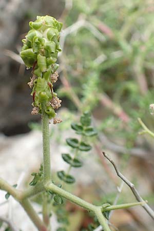 Sarcopoterium spinosum \ Dornige Bibernelle, Dornige Becherblume / Thorny Burnet, Rhodos Tsambika 30.3.2019