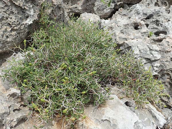 Sarcopoterium spinosum \ Dornige Bibernelle, Dornige Becherblume / Thorny Burnet, Rhodos Tsambika 30.3.2019