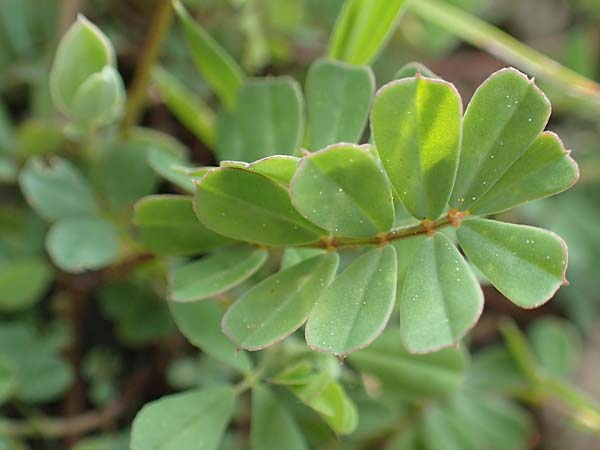 Securigera parviflora \ Kleinbltige Beilwicke / Small-Flowered Hatchet Vetch, Rhodos Apolakkia 1.4.2019