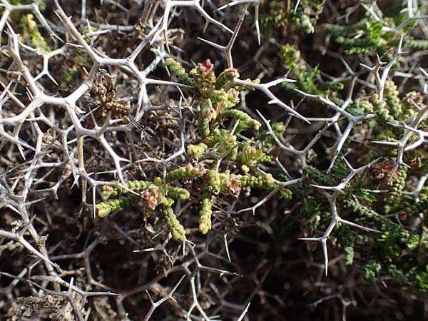 Sarcopoterium spinosum / Thorny Burnet, Rhodos Attaviros 23.3.2023