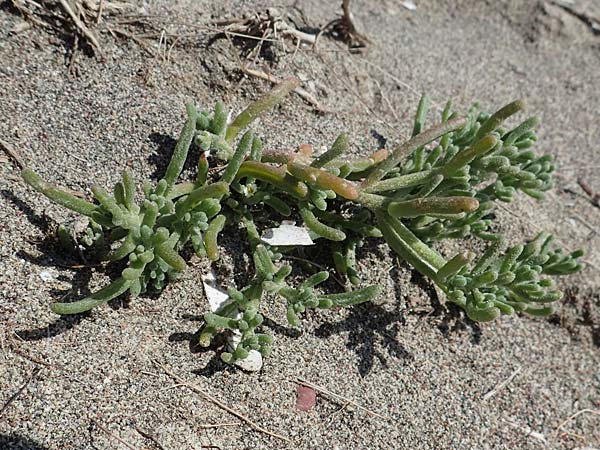 Mesembryanthemum nodiflorum \ Knotenbltige Mittagsblume / Slenderleaf Iceplant, Rhodos Apolakkia 25.3.2023
