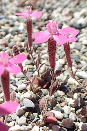 Silene salamandra \ Rhodisches Leimkraut / Rhodian Catchfly, Rhodos Laerma 24.3.2019