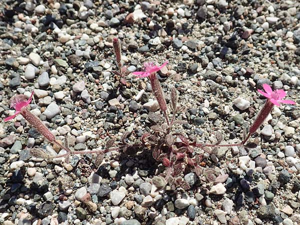 Silene salamandra / Rhodian Catchfly, Rhodos Laerma 24.3.2019